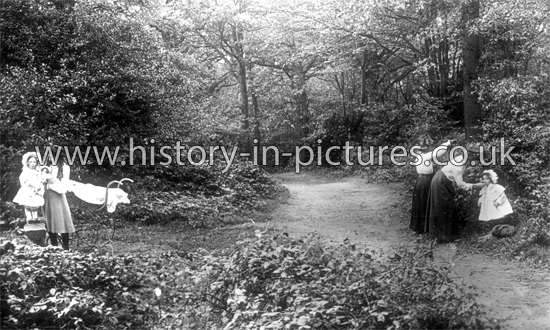 A view in Highams Park, Chingford, London. c.1908.